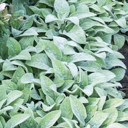 Biseksual porno onlayn er xotinining sevgilisining sikini soradi Pentxausdan erotik videoni tomosha qiling