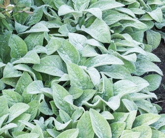 Ezelsoor / Andoorn (Stachys byzantina 'Big Ears')