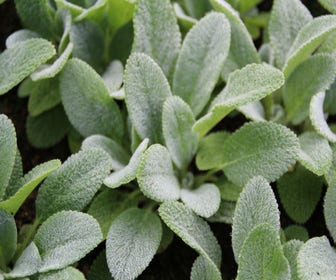 Ezelsoor / Andoorn (Stachys byzantina)