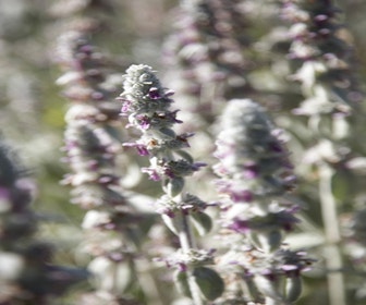 Ezelsoor / Andoorn  (Stachys byzantina 'Silver Carpet')