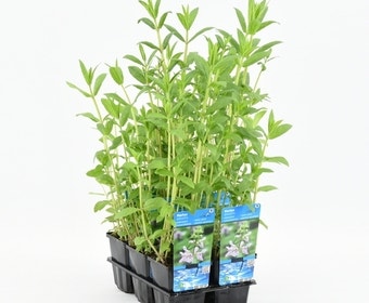 Moerasandoorn (Stachys palustris)