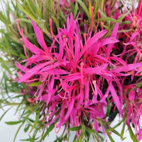 Azalea Star Style Pink