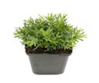 Steenanjer  (Dianthus deltoides 'Albiflorus')