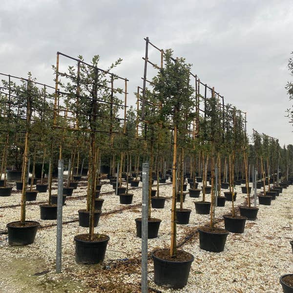 Steeneik als leiboom (Quercus ilex)