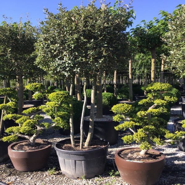 Steeneik meerstammig (Quercus ilex)
