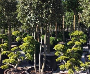 Steeneik meerstammig (Quercus ilex)