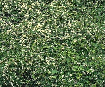 Kransspirea (Stephanandra incisa 'Crispa')