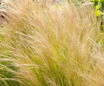 Vedergras (Stipa tenuissima 'Ponytails')