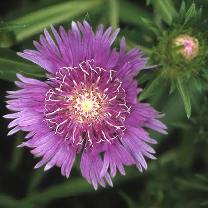 Stokesia