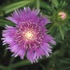 Korenbloemaster (Stokesia laevis)