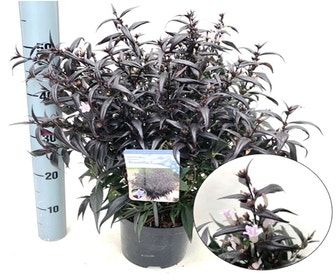 Trompetkruid (Strobilanthes atropurpureus 'Brunetthy')