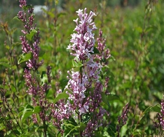 Dwerg Sering (Syringa 'Sugar Plum Fairy'®)