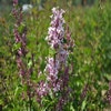 Dwergsering op stam (Syringa 'Sugar Plum Fairy'®)