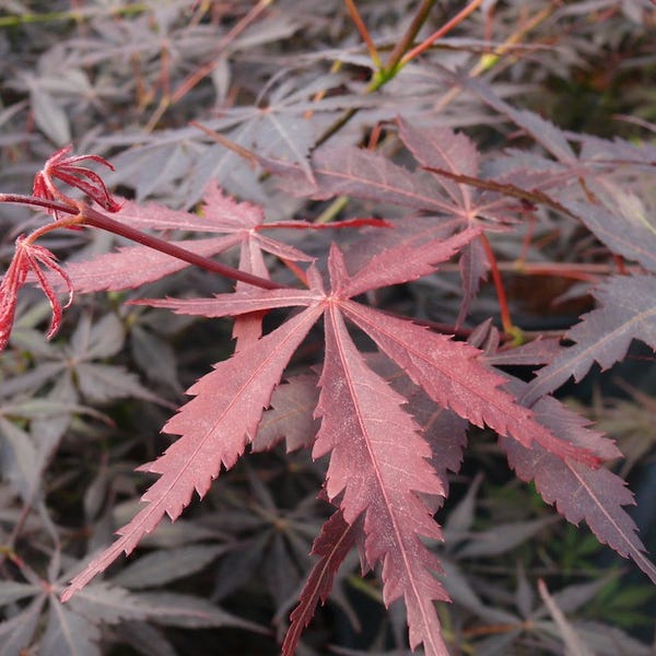 Japanse Esdoorn (Acer palmatum 'Sumi-Nagashi')