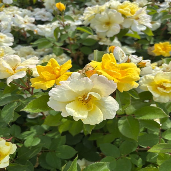 Heesterroos (Rosa 'Sunny Knock out') (BIO)