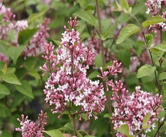 Sering (Syringa microphylla 'Superba')