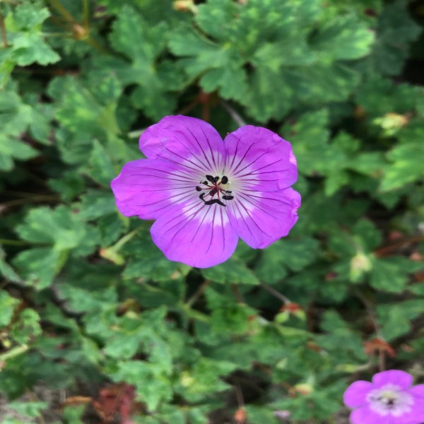 Ooievaarsbek (Geranium wallichianum 'Sylvia's Surprise')