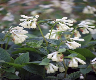 Smeerwortel (Symphytum grandiflorum)