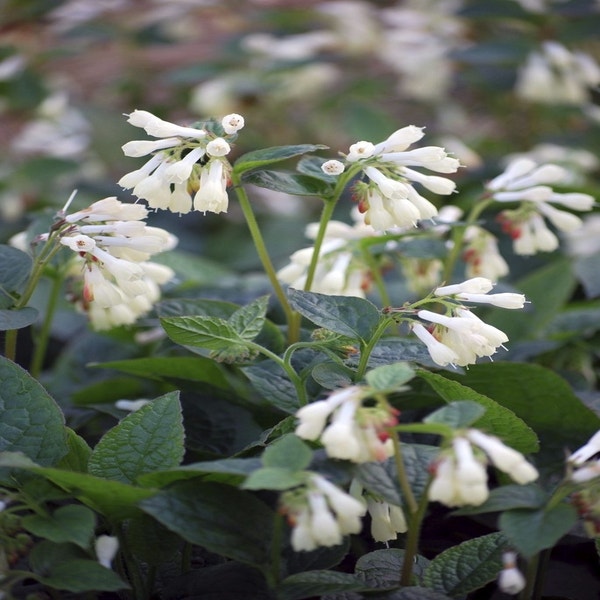 Smeerwortel (Symphytum grandiflorum)