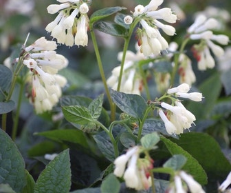 Smeerwortel (Symphytum grandiflorum)