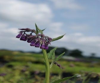 Smeerwortel (Symphytum officinale) BIO