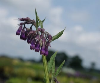 Smeerwortel (Symphytum officinale) BIO