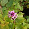 Dwergsering (Syringa  'Flowerfest Pink')