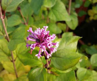 Dwergsering (Syringa  'Flowerfest Pink')
