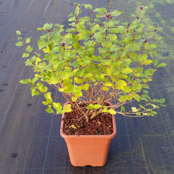 Dwergsering (Syringa 'Flowerfest Violet')