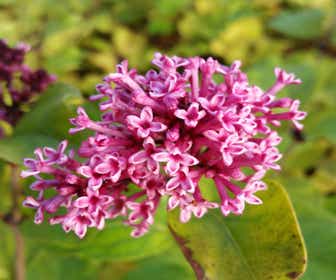 Dwergsering (Syringa 'Flowerfest Violet')