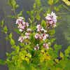 Dwergsering (Syringa  'Flowerfest White')