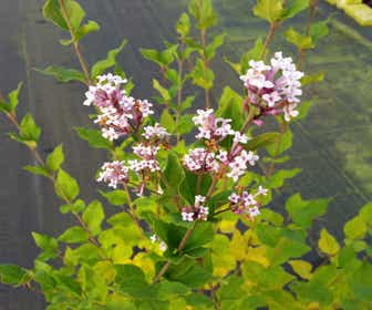 Dwergsering (Syringa  'Flowerfest White')