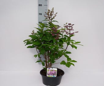 Sering (Syringa prest. Minuet)