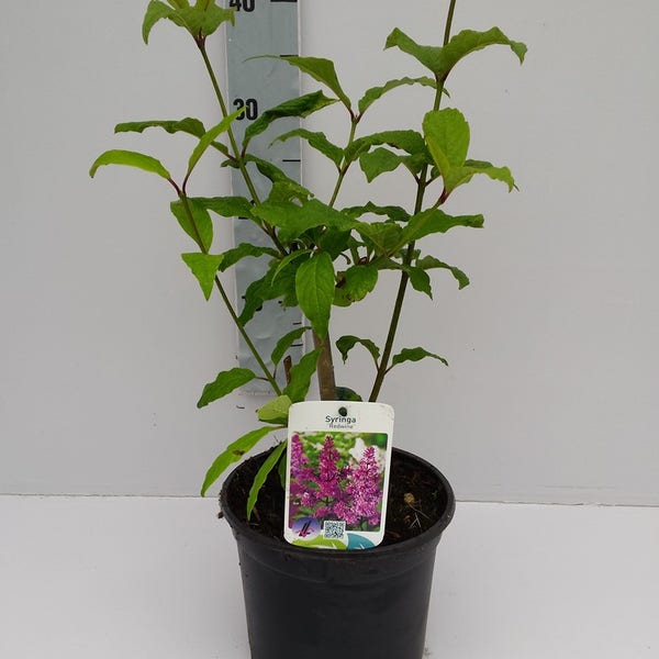 Sering (Syringa prest. 'Redwine')