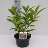 Dwergsering (Syringa prest. 'Royalty')