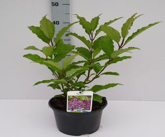 Dwergsering (Syringa prest. 'Royalty')