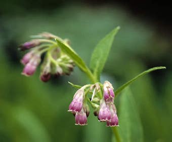 Smeerwortel (Symphytum rubrum)