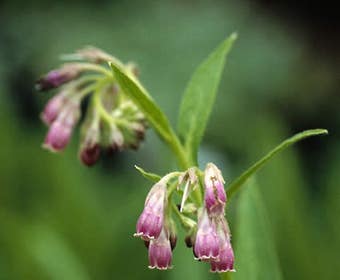 Smeerwortel (Symphytum rubrum)