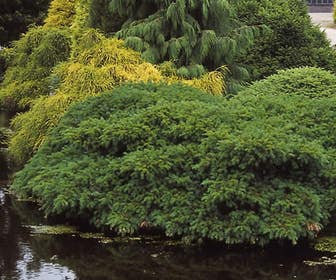 Taxus (Taxus baccata 'Repandens')