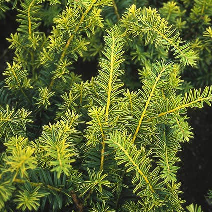 Taxus baccata 'Summergold'