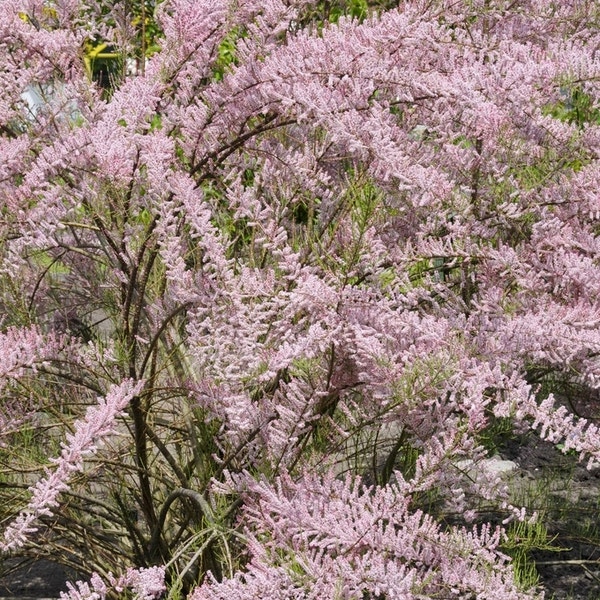 Tamarisk als boom (Tamarix tetrandra)