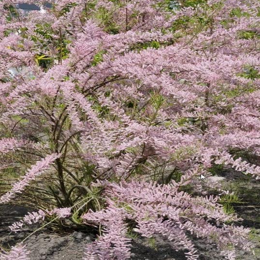Tamarisk als struik (Tamarix tetrandra)