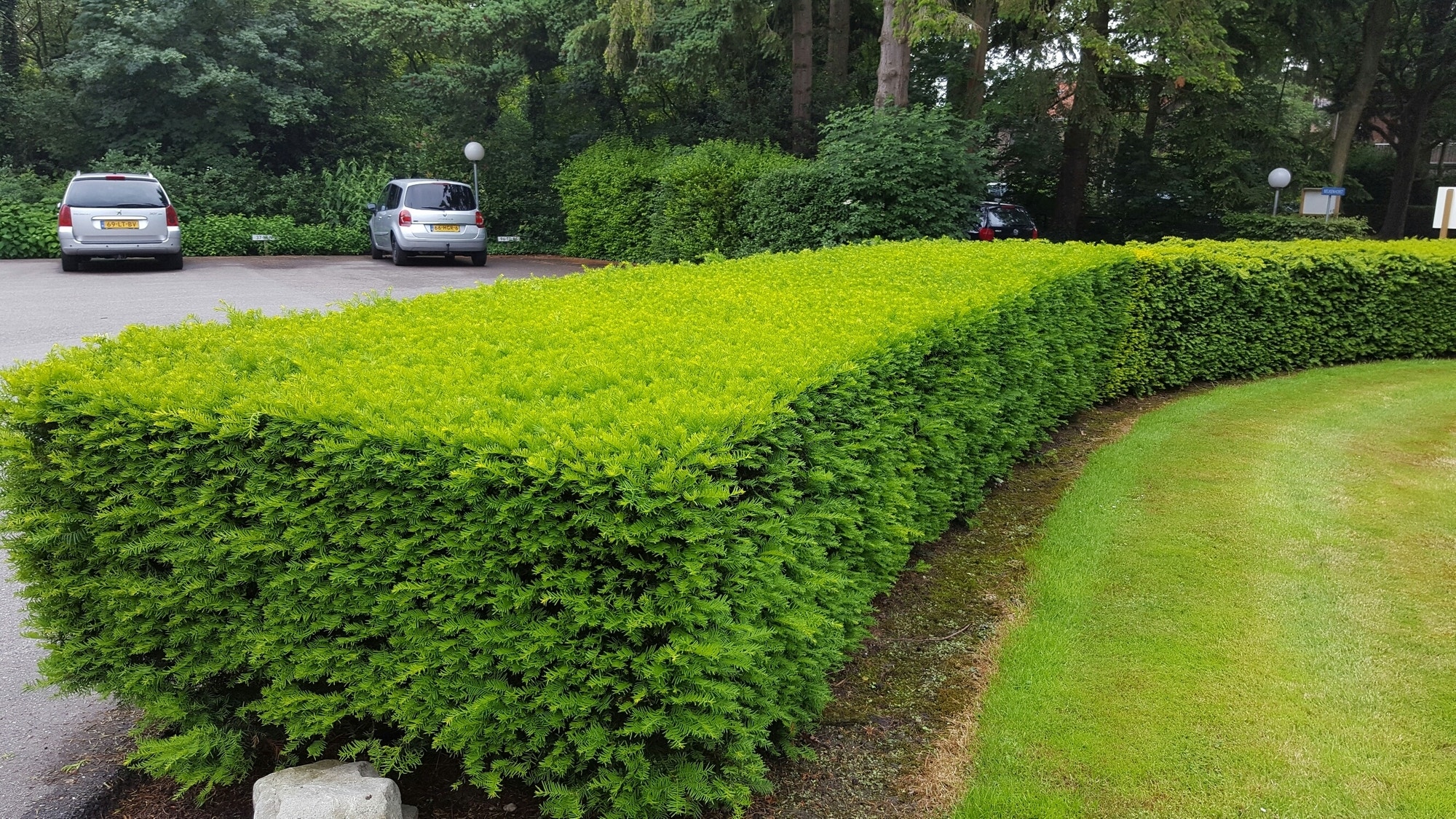 Taxus baccata