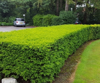 Taxushaag (Taxus baccata)