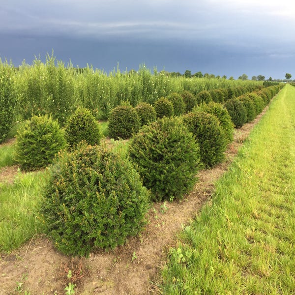Taxus baccata 50 cm breed bol