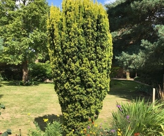 Gele venijnboom (Taxus baccata 'David')