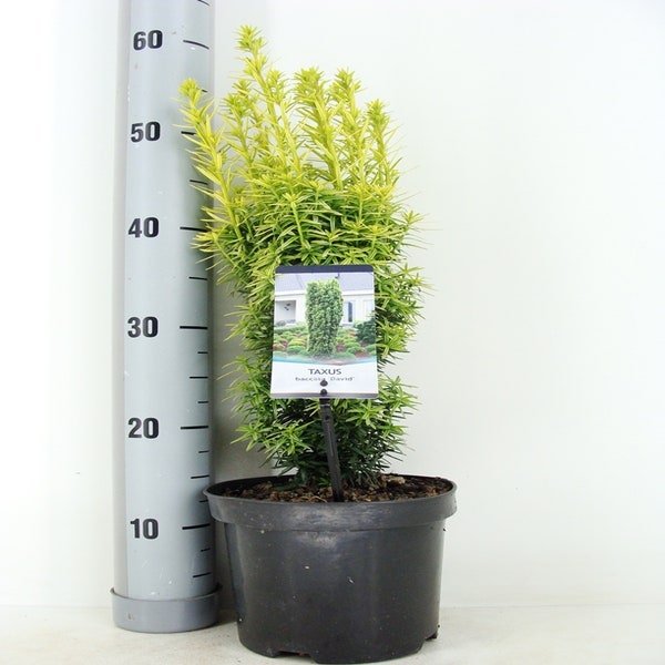 Gele venijnboom (Taxus baccata 'David') 40/50cm