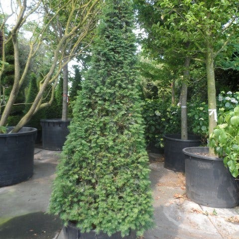 Pyramidal Taxus Taxus als Egyptische pyramide (Taxus baccata)