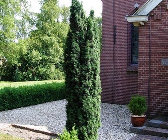 Groene Zuiltaxus (Taxus baccata 'Fastigiata')