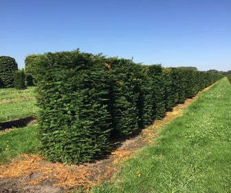 Taxus als Haagelement (Taxus baccata)